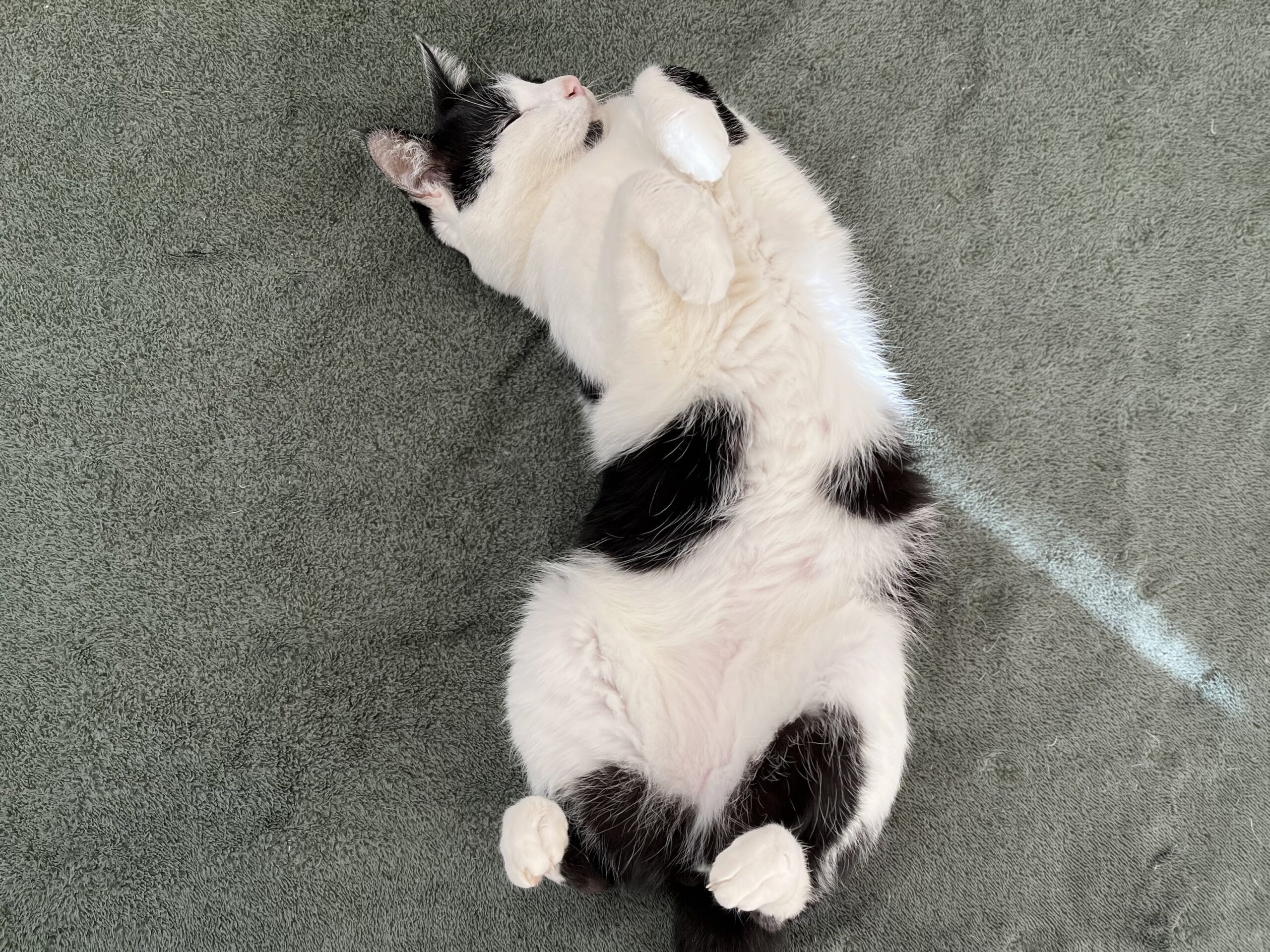 さめた心と春立ちぬ